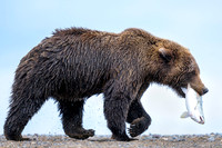 Brown Bears in Lake Clark Alaska 2023090714 / アラスカクラーク湖国立公園のブラウンベア達