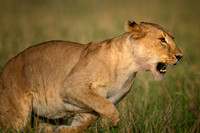 Wildlife from Masai Mara, Kenya 20231012-25 / ケニヤ・マサイマラの野生動物たち