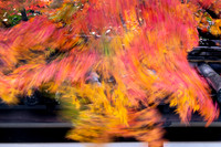 2024 Nov Fall Colors in kyoto / 京都の紅葉