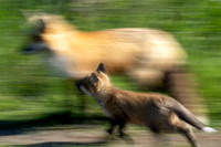 Red Foxes in San Juan Is. 20240508-10 / サンファン島の赤狐
